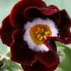 Auricula Dales Red - Abriachan Nurseries